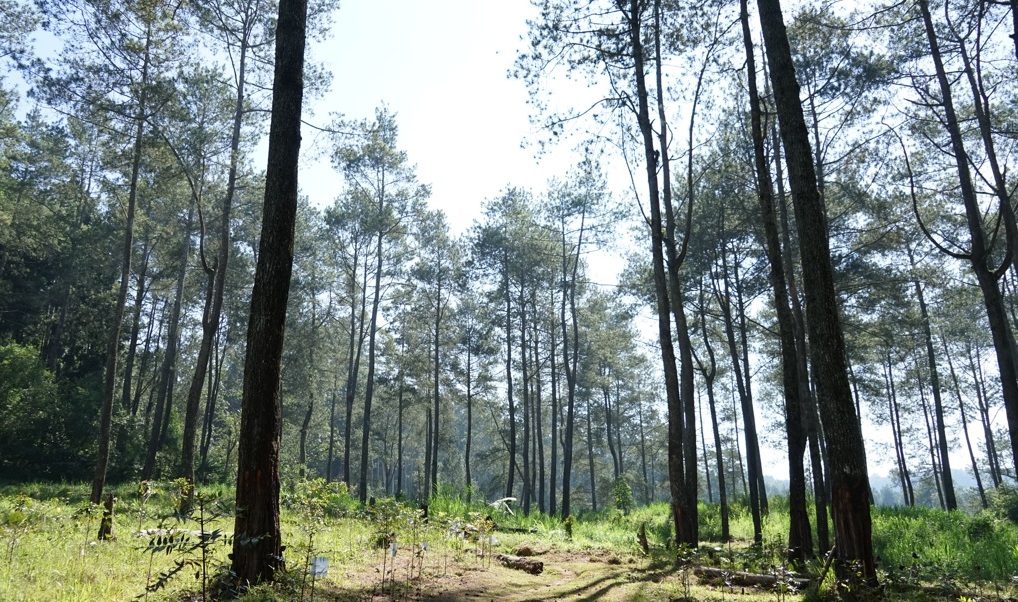 cikole.jpg